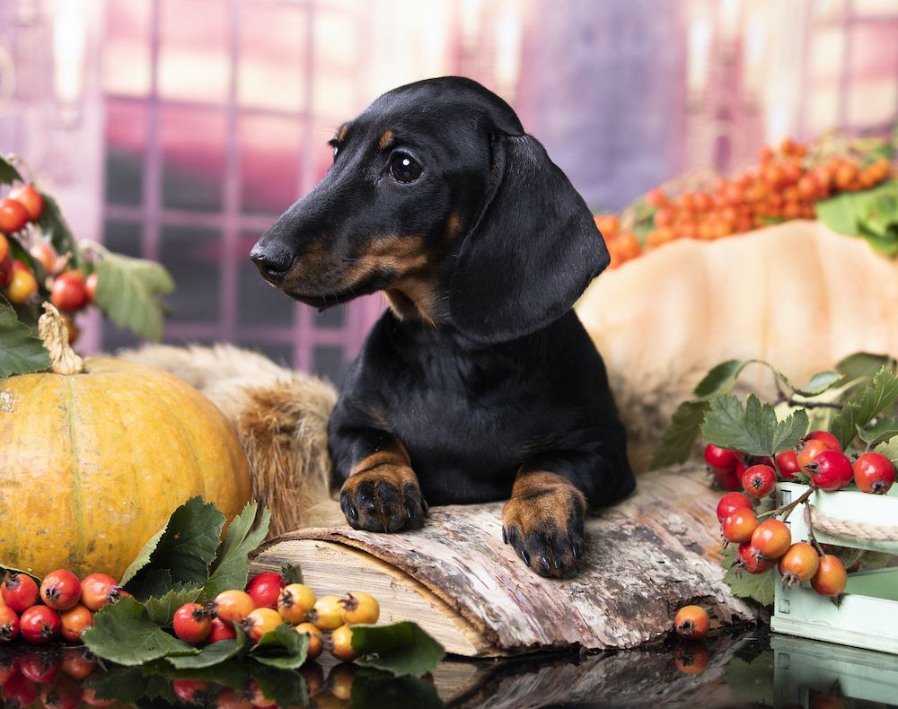 A Time to Give Thanks